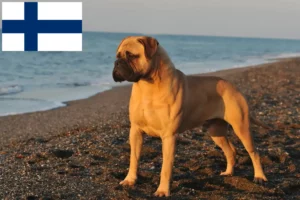 Read more about the article Bullmastiff-opdrættere og hvalpe i Finland