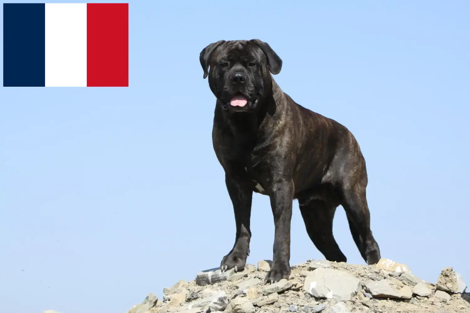 Read more about the article Bullmastiff-opdrættere og hvalpe i Frankrig