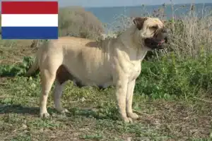 Read more about the article Bullmastiff-opdrættere og -hvalpe i Holland