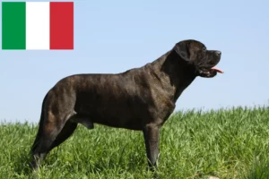 Read more about the article Bullmastiff-opdrættere og hvalpe i Italien