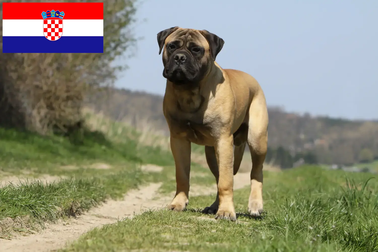 Read more about the article Bullmastiff-opdrættere og hvalpe i Kroatien