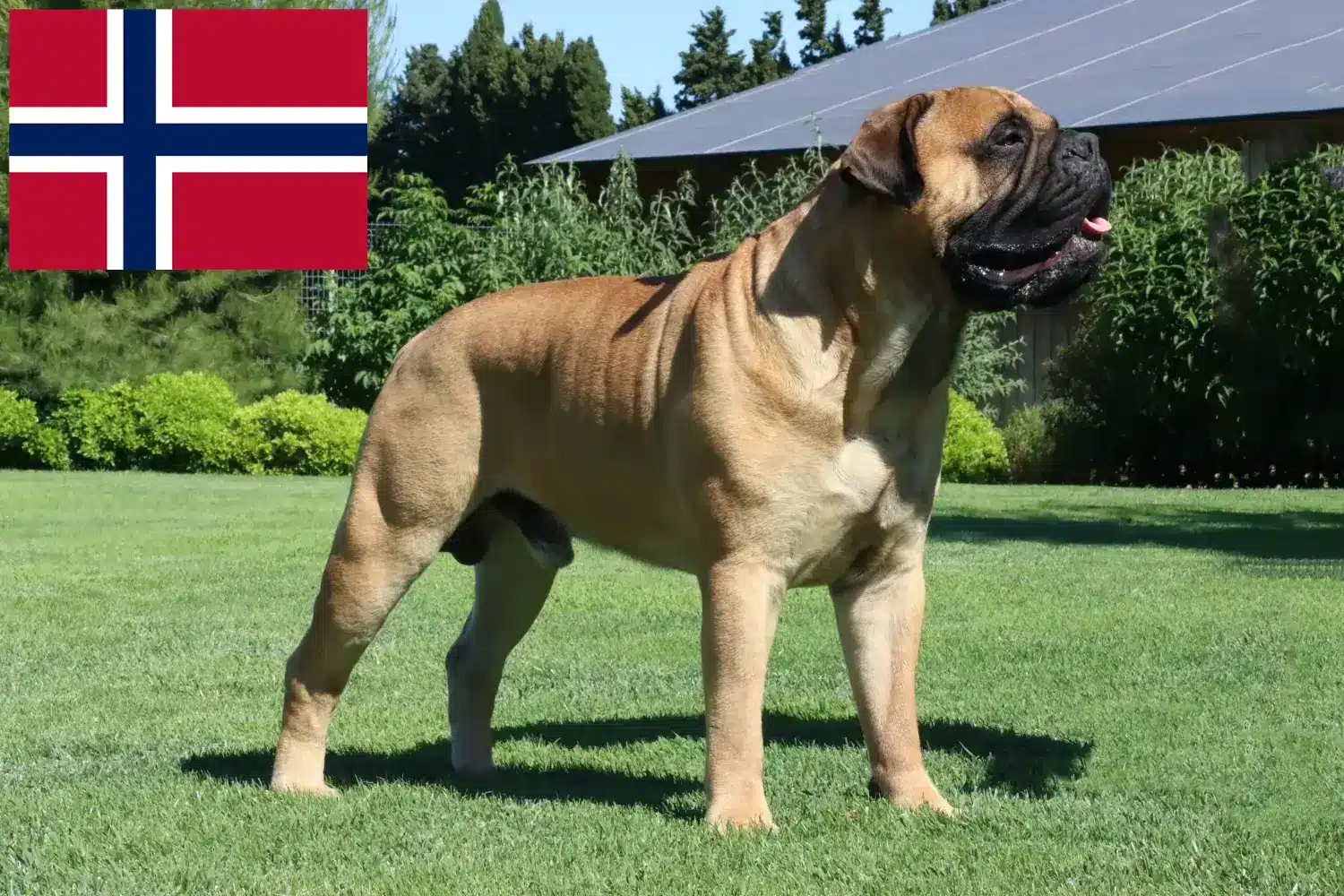 Read more about the article Bullmastiff-opdrættere og hvalpe i Norge