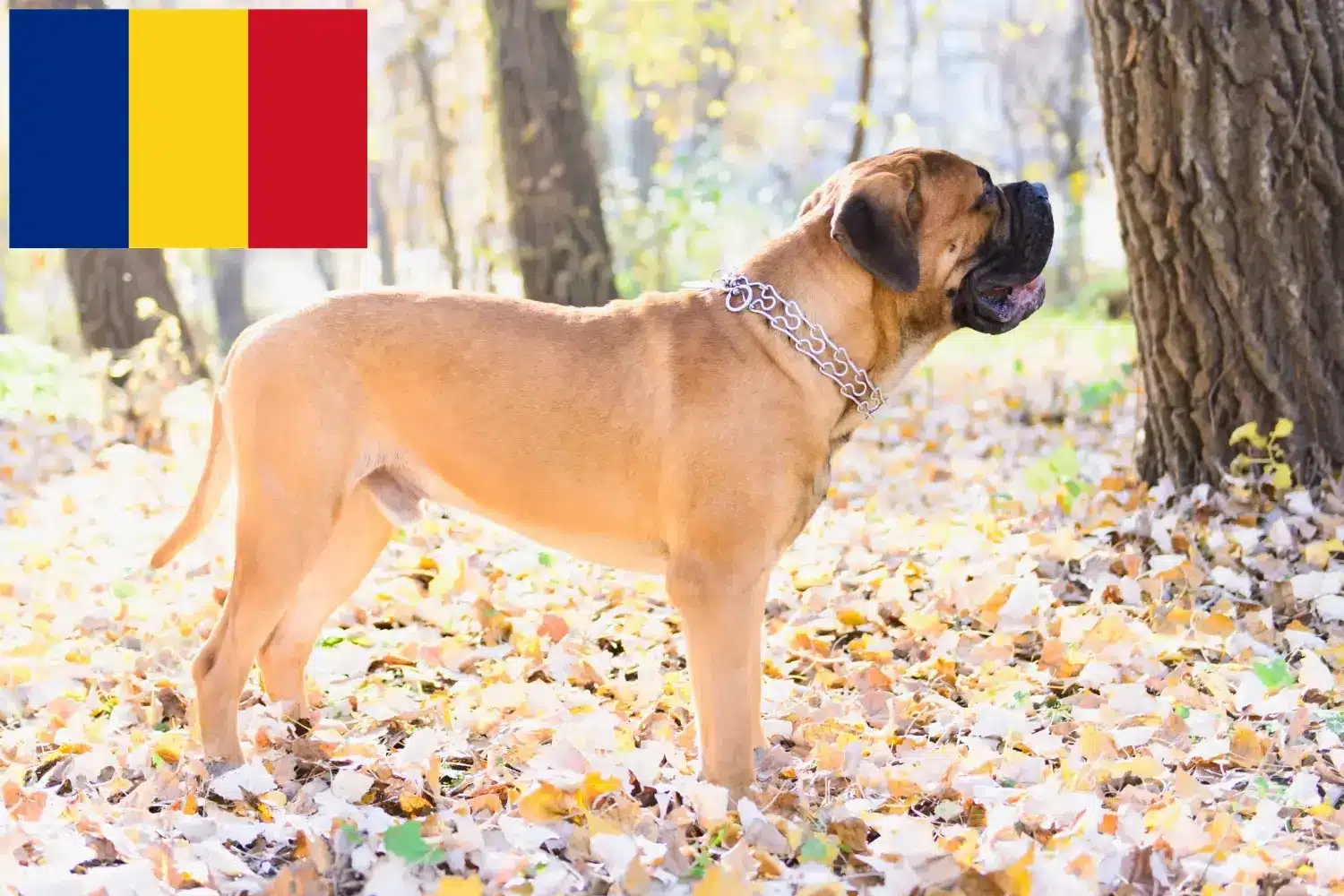 Read more about the article Bullmastiff-opdrættere og hvalpe i Rumænien