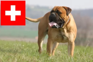 Read more about the article Bullmastiff-opdrættere og hvalpe i Schweiz