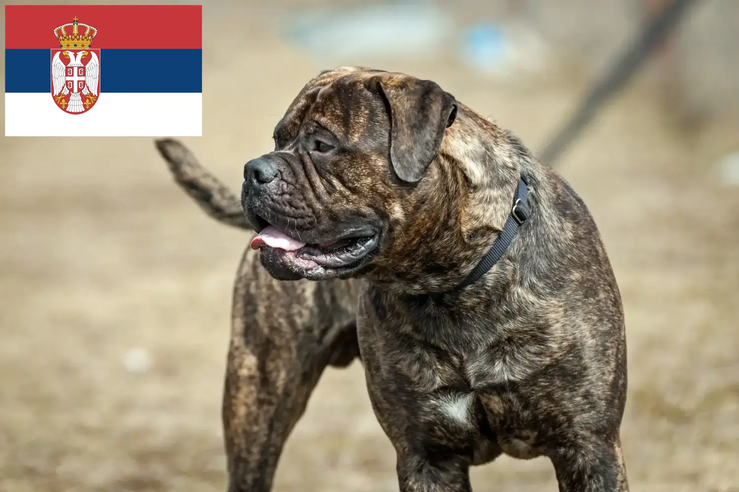 Read more about the article Bullmastiff-opdrættere og hvalpe i Serbien