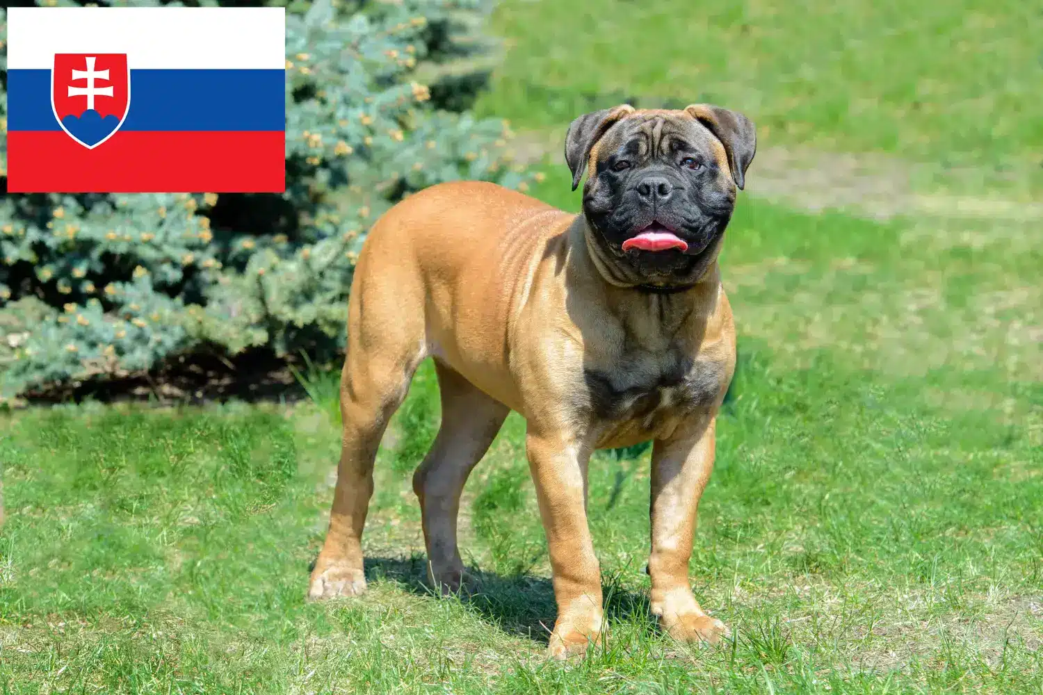 Read more about the article Bullmastiff-opdrættere og hvalpe i Slovakiet