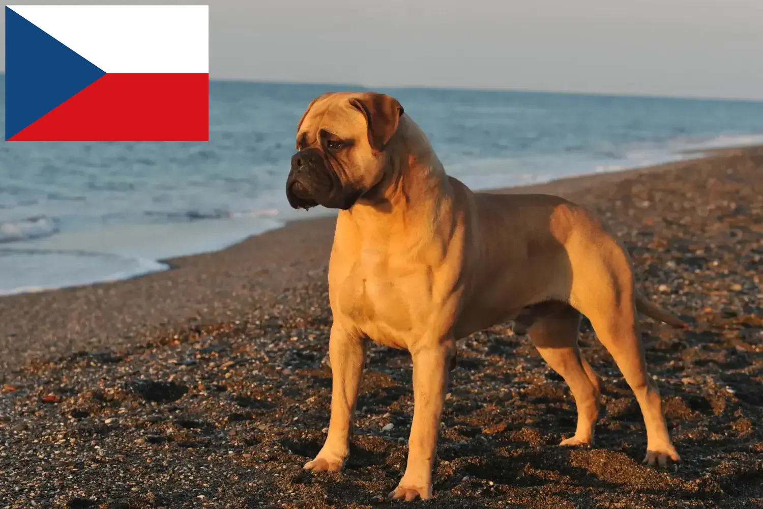 Read more about the article Bullmastiff-opdrættere og hvalpe i Tjekkiet