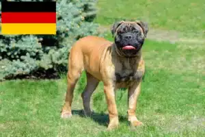 Read more about the article Bullmastiff-opdrættere og hvalpe i Tyskland