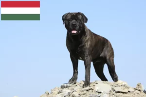 Read more about the article Bullmastiff-opdrættere og hvalpe i Ungarn