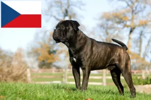 Read more about the article Cane Corso Italiano opdrættere og hvalpe i Tjekkiet