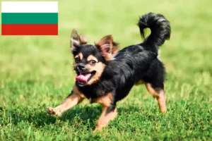 Read more about the article Chihuahua-opdrættere og hvalpe i Bulgarien