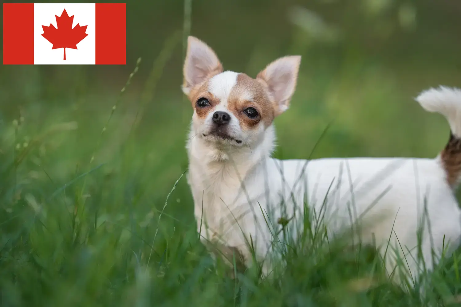 Read more about the article Chihuahua-opdrættere og hvalpe i Canada