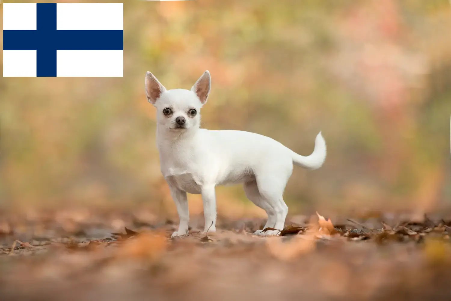 Read more about the article Chihuahua-opdrættere og hvalpe i Finland