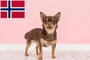 Read more about the article Chihuahua-opdrættere og hvalpe i Norge