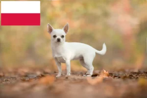 Read more about the article Chihuahua-opdrættere og hvalpe i Polen