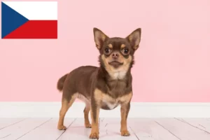 Read more about the article Chihuahua-opdrættere og hvalpe i Tjekkiet