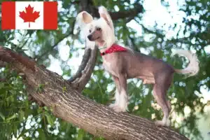 Read more about the article Opdrættere og hvalpe af Chinese Crested Dog i Canada