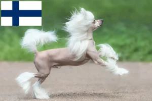 Read more about the article Opdrættere og hvalpe af Chinese Crested Dog i Finland
