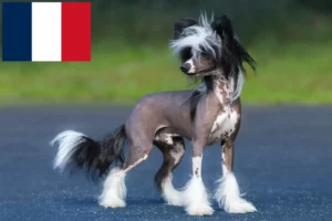 Read more about the article Opdrættere og hvalpe af Chinese Crested Dog i Frankrig