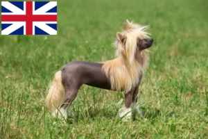 Read more about the article Opdrættere og hvalpe af Chinese Crested Dog i Storbritannien