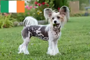 Read more about the article Opdrættere og hvalpe af Chinese Crested Dog i Irland