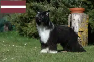 Read more about the article Opdrættere og hvalpe af Chinese Crested Dog i Letland