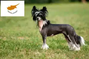 Read more about the article Opdrættere og hvalpe af Chinese Crested Dog på Cypern