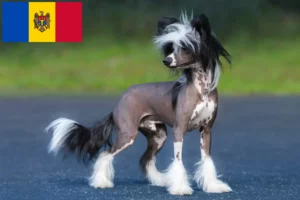 Read more about the article Opdrættere og hvalpe af Chinese Crested Dog i Republikken Moldova