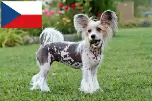 Read more about the article Opdrættere og hvalpe af Chinese Crested Dog i Tjekkiet