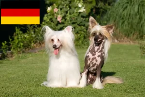 Read more about the article Opdrættere og hvalpe af Chinese Crested Dog i Tyskland