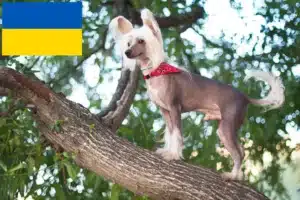 Read more about the article Opdrættere og hvalpe af Chinese Crested Dog i Ukraine