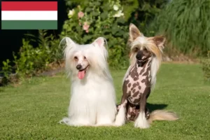 Read more about the article Opdrættere og hvalpe af Chinese Crested Dog i Ungarn