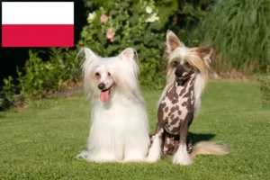 Read more about the article Opdrættere og hvalpe af Chinese Crested Dog i Polen