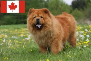 Read more about the article Chow Chow-opdrættere og hvalpe i Canada