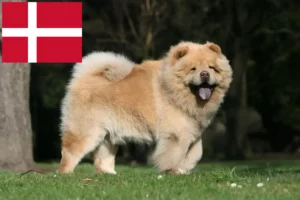 Read more about the article Chow-Chow opdrættere og hvalpe i Danmark