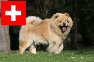 Read more about the article Chow-Chow opdrættere og hvalpe i Schweiz