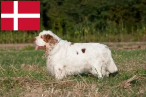 Read more about the article Clumber Spaniel opdrættere og hvalpe i Danmark