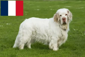 Read more about the article Clumber Spaniel opdrættere og hvalpe i Frankrig