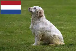 Read more about the article Clumber Spaniel opdrættere og hvalpe i Holland