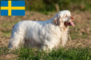 Read more about the article Clumber Spaniel opdrættere og hvalpe i Sverige