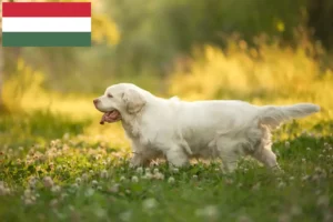 Read more about the article Clumber Spaniel opdrættere og hvalpe i Ungarn