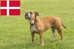 Read more about the article Continental Bulldog opdrættere og hvalpe i Danmark