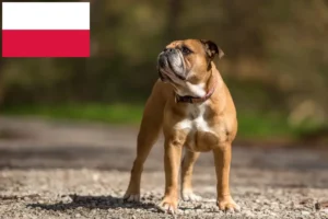 Read more about the article Continental Bulldog opdrættere og hvalpe i Polen