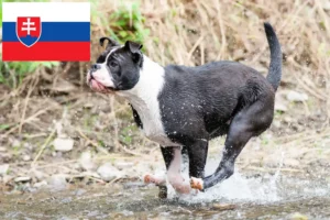 Read more about the article Continental Bulldog opdrættere og hvalpe i Slovakiet