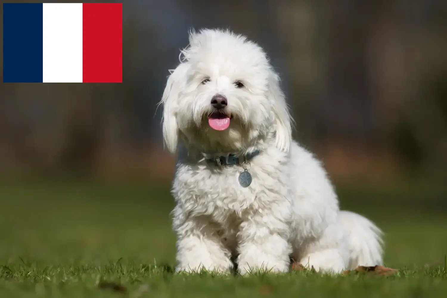 Read more about the article Coton de Tuléar-opdrættere og hvalpe på Réunion