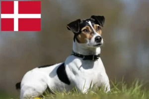 Read more about the article Dansk-svenske gårdhundeopdrættere og hvalpe i Danmark