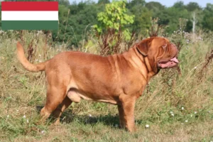 Read more about the article Dogue de Bordeaux opdrættere og hvalpe i Ungarn