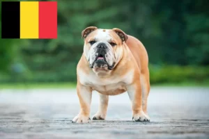 Read more about the article Opdrættere og hvalpe af engelsk bulldog i Belgien