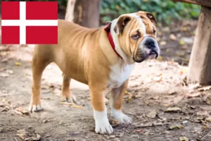 Read more about the article Engelsk Bulldog opdrættere og hvalpe i Danmark