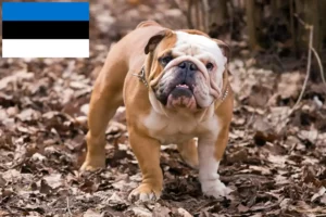 Read more about the article Opdrættere af engelsk bulldog og hvalpe i Estland